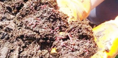 如何通過發酵制作牛糞有機肥