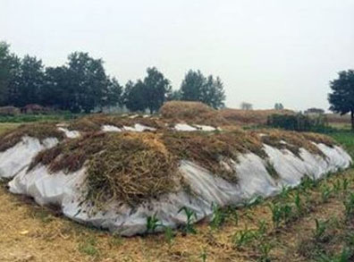 生物菌發(fā)酵牛糞做有機(jī)肥有哪些好處？