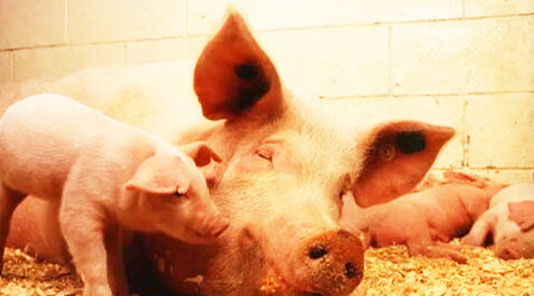 小型豬場(chǎng)豬糞怎么處理好？