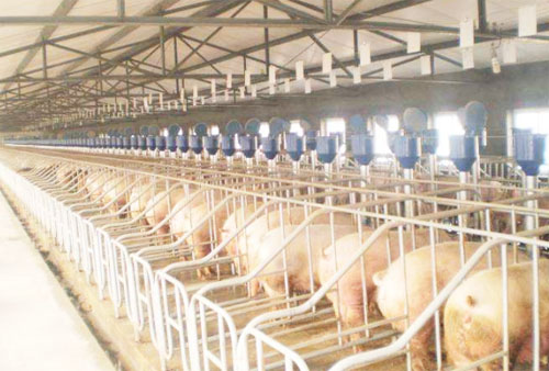 豬糞發(fā)酵處理工藝技術(shù)