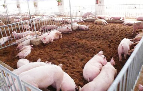 豬糞發(fā)酵處理工藝技術(shù)