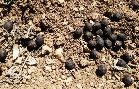 發酵后的羊糞有機肥有哪些優點？