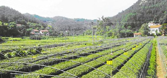 發酵后的羊糞有機肥有哪些優點？