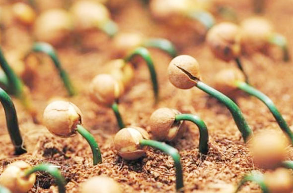 如何發(fā)酵有機(jī)肥才算正確，操作步驟是什么？