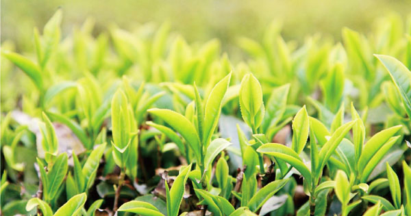 雞糞怎么通過發(fā)酵制作有機(jī)肥？