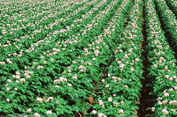 雞糞發酵制作有機肥的傳統方法