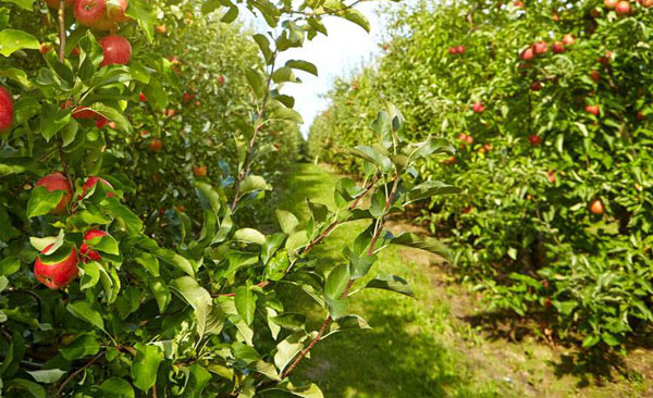 雞糞有機肥如何發酵腐熟，有哪些方法？