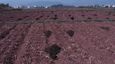 雞糞有機肥如何發酵腐熟，有哪些方法？