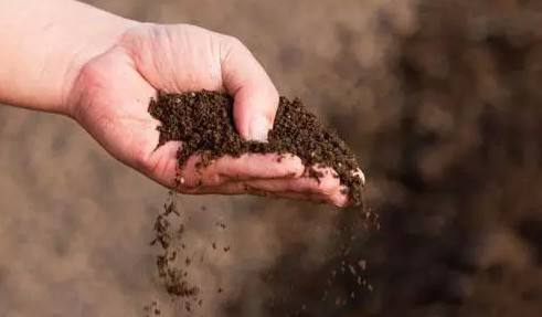 發(fā)酵后的雞糞有機肥有哪些用途與好處