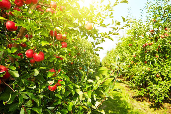 使用雞糞發(fā)酵劑發(fā)酵雞糞制作有機(jī)肥的方法