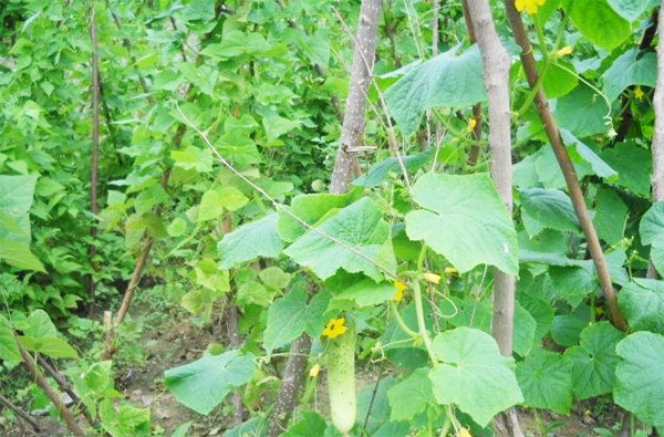 使用雞糞發(fā)酵劑發(fā)酵雞糞制作有機(jī)肥的方法