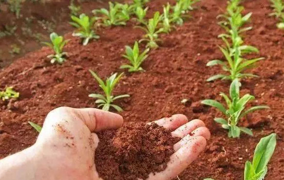 制作雞糞有機(jī)肥的最佳方法是什么？