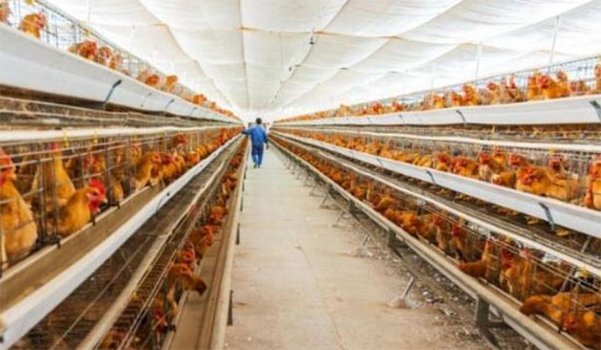 雞糞如何使用生物菌進行發酵制作有機肥？