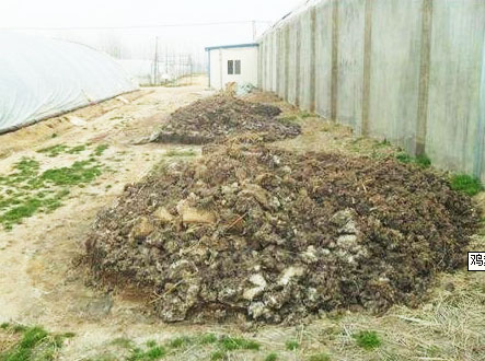 雞糞的傳統發酵與現在發酵有哪些不同？