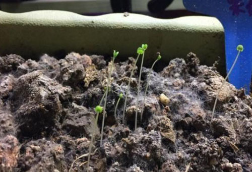 使用雞糞發酵劑能否快速發酵雞糞？