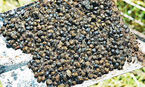 羊糞堆肥發酵該怎么進行？