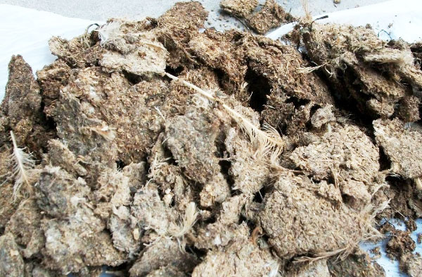 未經發酵和腐熟的干雞糞如何使用？