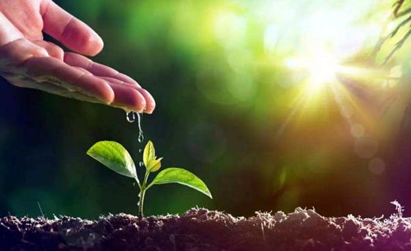 發(fā)酵雞糞做優(yōu)質(zhì)有機(jī)肥的方法如何？