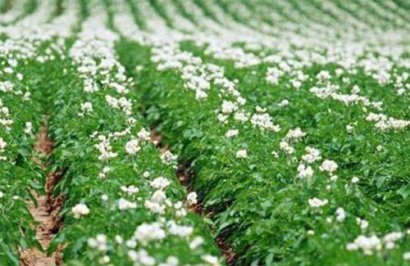 雞糞怎么發酵，發酵后有哪些優點？