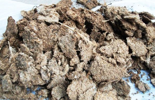 干雞糞如何發(fā)酵腐熟，發(fā)酵后的雞糞有機肥如何使用？