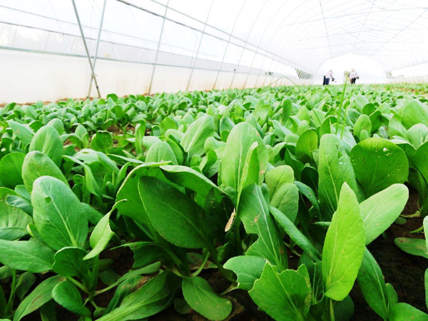 干雞糞多少錢一噸，發酵后的雞糞有機肥有哪些優點？