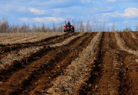 雞糞能直接使用嗎？雞糞正確使用方法