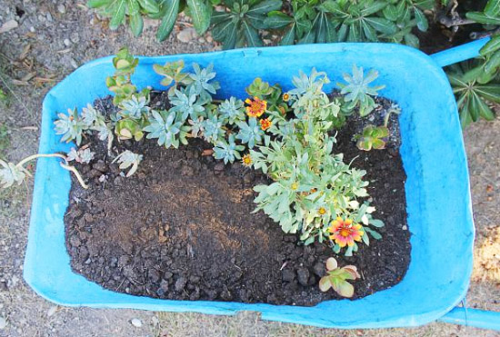 雞糞發酵處理的方法，發酵后的雞糞有什么作用？