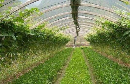 如何制作雞糞有機(jī)肥，該怎么施用？