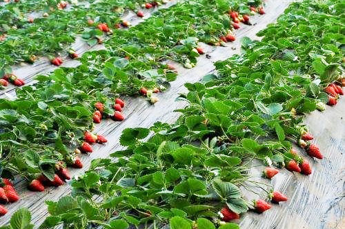 在不同規(guī)模的養(yǎng)雞環(huán)境中如何處理雞糞？