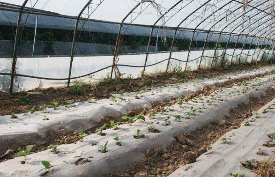 在不同規(guī)模的養(yǎng)雞環(huán)境中如何處理雞糞？