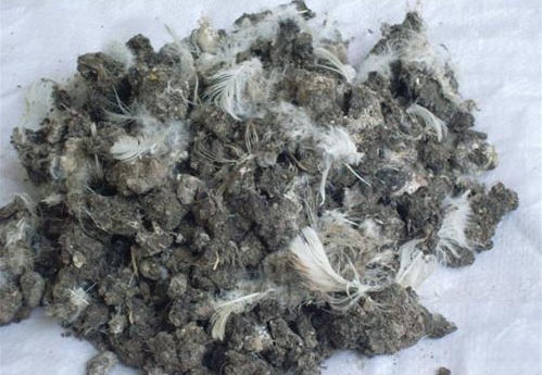 在不同規(guī)模的養(yǎng)雞環(huán)境中如何處理雞糞？