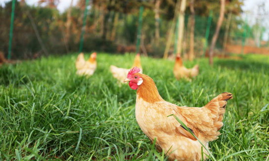 在不同規(guī)模的養(yǎng)雞環(huán)境中如何處理雞糞？