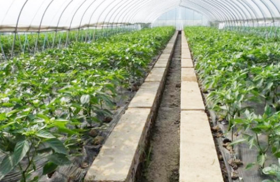 雞糞有機肥發酵過程中需要多長時間？