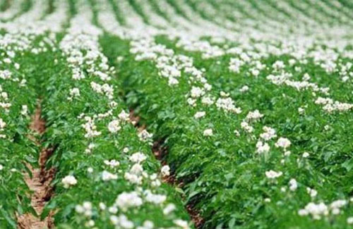 豬糞有機肥發酵過程中需要多長時間？