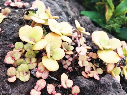 如何能提高雞糞有機肥的發酵效率？