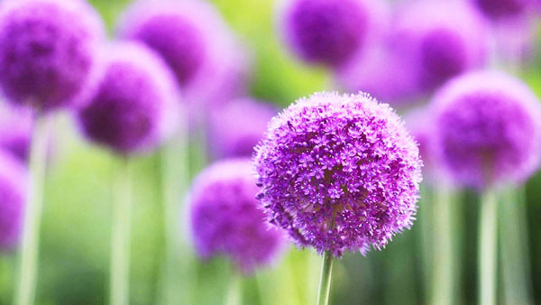 雞糞如何快速發酵腐熟并提高功效？