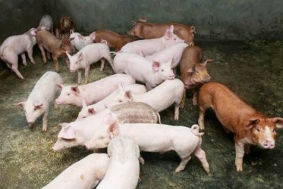 大棚蔬菜果園使用未經(jīng)處理豬糞容易造成哪些災(zāi)