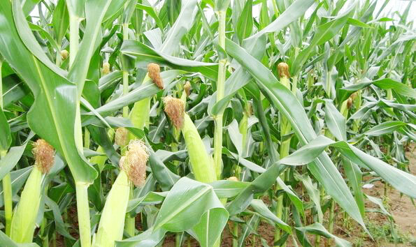 秸稈經過發酵都有哪些用途