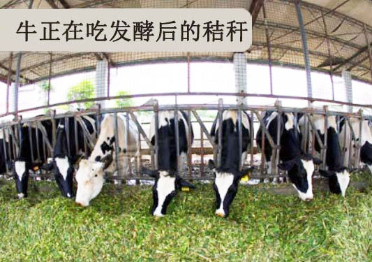 經(jīng)過(guò)發(fā)酵的秸稈做飼料動(dòng)物更愛(ài)吃