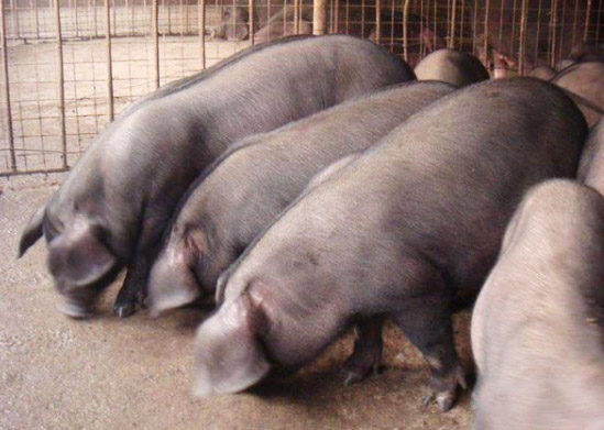 冬天豬糞使用堆肥發(fā)酵操作需要注意哪些？