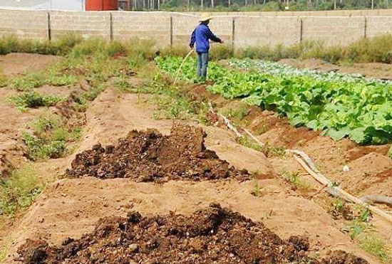 冬天豬糞使用堆肥發(fā)酵操作需要注意哪些？