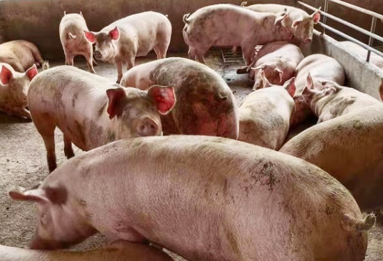 發(fā)酵一噸豬糞需要多少發(fā)酵劑？