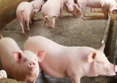 發(fā)酵一噸豬糞需要多少發(fā)酵劑？