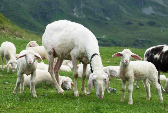 羊糞有機肥是怎么發酵的？