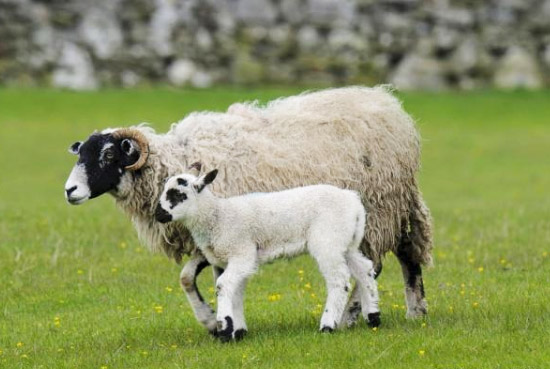 使用羊糞做底肥是否還需要專門發酵