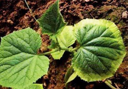 怎么判斷羊糞是否發(fā)酵腐熟有哪些優(yōu)點(diǎn)