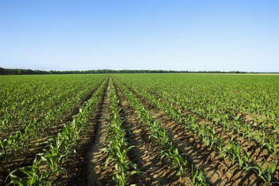 羊糞有機(jī)肥的發(fā)酵方法和使用優(yōu)點