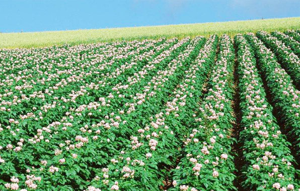 羊糞有機(jī)肥的發(fā)酵方法和使用優(yōu)點