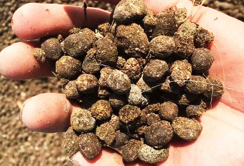 羊糞有機肥的發(fā)酵和施用方法