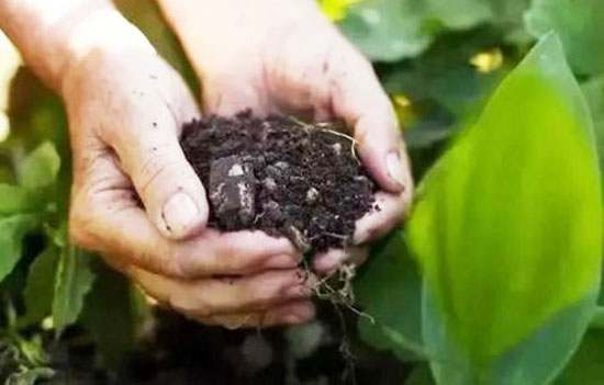 羊糞發(fā)酵處理制作有機(jī)肥的方法